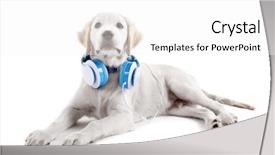  Presentation with cute cat and dog - Colorful PPT layouts enhanced with cute labrador dog with headphones backdrop and a  colored foreground
