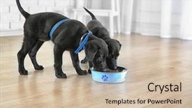  Presentation with breakfast - Cool new presentation theme with cute labrador puppies having breakfast backdrop and a  colored foreground