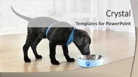  Presentation with breakfast - Presentation design featuring cute labrador puppies having breakfast background and a  colored foreground