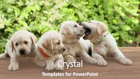  Presentation with green foliage - Amazing presentation design having cute labrador puppies lying backdrop and a coral colored foreground