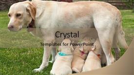  Presentation with cute christmas pug puppy dog - Presentation theme having cute labrador puppies suckling standing background and a coral colored foreground