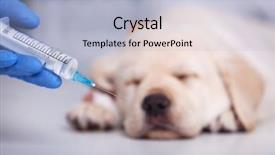  Presentation with veterinary - Presentation featuring cute labrador puppy dog - veterinary background and a light blue colored foreground