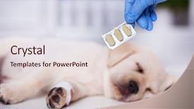  Presentation with veterinary medicine - Presentation theme enhanced with cute labrador puppy dog - veterinary background and a lemonade colored foreground