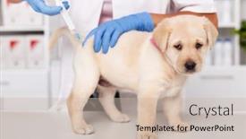  Presentation with veterinary - Beautiful theme featuring cute-labrador-puppy-dog-getting backdrop and a soft green colored foreground