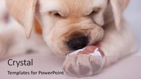  Presentation with paw - Theme having cute labrador puppy dog leaning background and a  colored foreground