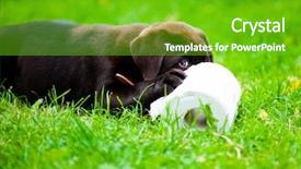  Presentation with tissue paper - Slide deck having animal tissues - cute labrador puppy in grass background and a shamrock green colored foreground