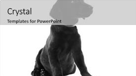  Presentation with puppy - Presentation theme consisting of cute-labrador-puppy-isolated background and a light gray colored foreground