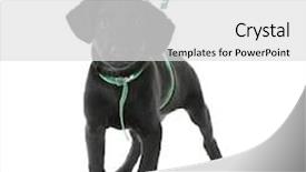  Presentation with puppy - PPT theme consisting of cute-labrador-puppy-isolated background and a  colored foreground