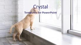  Presentation with cute christmas pug puppy dog - Colorful theme enhanced with cute labrador puppy looking outside backdrop and a sky blue colored foreground