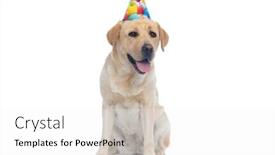  Presentation with cute birthday - Audience pleasing PPT theme consisting of cute-labrador-retriever-dog-celebrating backdrop and a white colored foreground