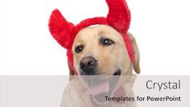  Presentation with devil - Theme having cute-labrador-retriever-dog-feeling background and a light gray colored foreground