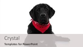  Presentation with dog - Beautiful PPT theme featuring cute-labrador-retriever-dog-looking backdrop and a light gray colored foreground