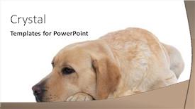  Presentation with paw - PPT theme with cute-labrador-retriever-dog-resting background and a white colored foreground