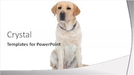  Presentation with dog - PPT theme featuring cute-labrador-retriever-dog-sitting background and a white colored foreground
