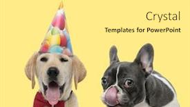  Presentation with cute birthday - Audience pleasing slides consisting of cute-labrador-retriever-dog-wearing backdrop and a white colored foreground