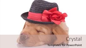  Presentation with dog - Theme with cute-labrador-retriever-dog-wearing background and a coral colored foreground