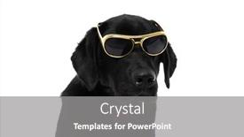  Presentation with dog - Amazing presentation theme having cute-labrador-retriever-dog backdrop and a gray colored foreground