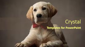  Presentation with red bow - Audience pleasing PPT layouts consisting of cute labrador retriever laying down on wooden box and wearing red bow tie looking to side on beige background in studio backdrop and a tawny brown colored foreground
