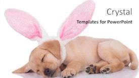  Presentation with bunny - Beautiful slide deck featuring cute-labrador-retriever-laying-down backdrop and a white colored foreground
