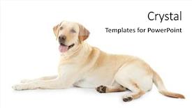  Presentation with cute - Slides consisting of cute labrador retriever on white background and a white colored foreground