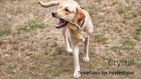  Presentation with wooden stick - Beautiful slides featuring cute labrador retriever playing with wooden stick in park backdrop and a coral colored foreground