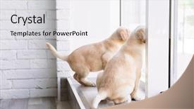  Presentation with cute christmas pug puppy dog - Presentation theme with cute labrador retriever puppies looking background and a light gray colored foreground