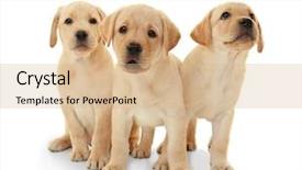  Presentation with cute - Presentation design with cute labrador retriever puppies background and a coral colored foreground