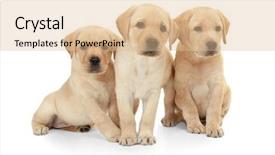  Presentation with biology - Colorful presentation theme enhanced with cute labrador retriever puppies backdrop and a  colored foreground