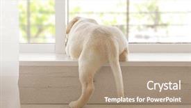  Presentation with cute christmas pug puppy dog - Presentation consisting of cute labrador retriever puppy lying background and a coral colored foreground