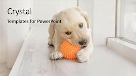  Presentation with puppy - Amazing slide set having cute labrador retriever puppy playing backdrop and a lemonade colored foreground