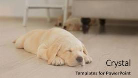  Presentation with cute christmas pug puppy dog - PPT theme having cute labrador retriever puppy sleeping background and a coral colored foreground
