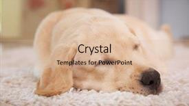  Presentation with sleeping - Cool new PPT layouts with cute labrador retriever puppy sleeping backdrop and a coral colored foreground