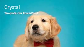  Presentation with puppy - Slide set with cute-labrador-retriever-puppy-wearing background and a teal colored foreground