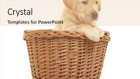  Presentation with wicker - Colorful presentation design enhanced with cute labrador retriever puppy backdrop and a lemonade colored foreground