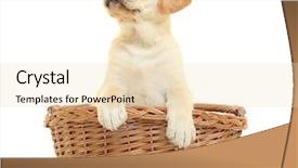  Presentation with wicker - Slide deck having cute labrador retriever puppy background and a lemonade colored foreground