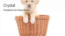  Presentation with biology - Slide set enhanced with cute labrador retriever puppy background and a white colored foreground