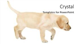  Presentation with biology - Slide set enhanced with cute labrador retriever puppy background and a white colored foreground