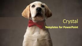  Presentation with cute - PPT layouts with cute labrador retriever wearing red background and a tawny brown colored foreground