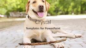  Presentation with wooden stick - Audience pleasing presentation theme consisting of cute labrador retriever with wooden stick lying on sidewalk in park backdrop and a lemonade colored foreground