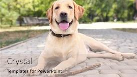  Presentation with wooden stick - Beautiful presentation theme featuring cute-labrador-retriever-with-wooden backdrop and a soft green colored foreground