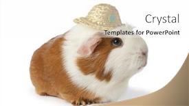  Presentation with guinea pig - Slide set featuring cute-lady-guinea-pig background and a white colored foreground