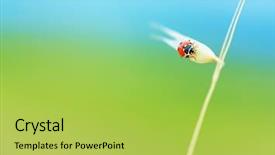  Presentation with nature countryside - Cool new PPT theme with cute ladybird sitting on wheat backdrop and a yellow colored foreground
