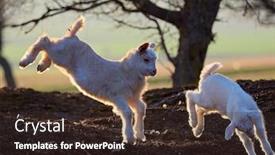  Presentation with cute baby - Presentation theme consisting of cute-lamb-and-baby-goat background and a tawny brown colored foreground