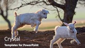  Presentation with cute baby - Colorful PPT theme enhanced with cute-lamb-and-baby-goat backdrop and a tawny brown colored foreground