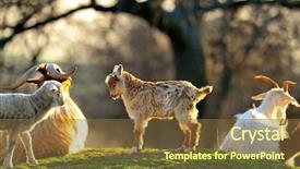  Presentation with cute baby - PPT layouts with cute lamb and baby goat playing on field in spring background and a tawny brown colored foreground