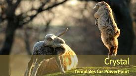  Presentation with baby chickens little cute chicks - Audience pleasing PPT theme consisting of cute lamb and baby goat backdrop and a tawny brown colored foreground