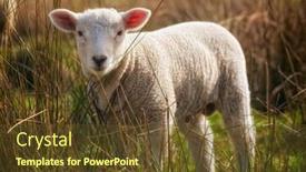  Presentation with cute - Theme having cute-lamb-in-the-reed background and a tawny brown colored foreground