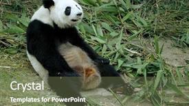  Presentation with zoo - Audience pleasing presentation consisting of cute lazy giant panda backdrop and a violet colored foreground