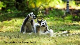  Presentation with lemur - Theme consisting of cute lemur kata living in a group background and a yellow colored foreground