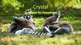  Presentation with lemur - Slides enhanced with cute lemur kata living in a group background and a tawny brown colored foreground